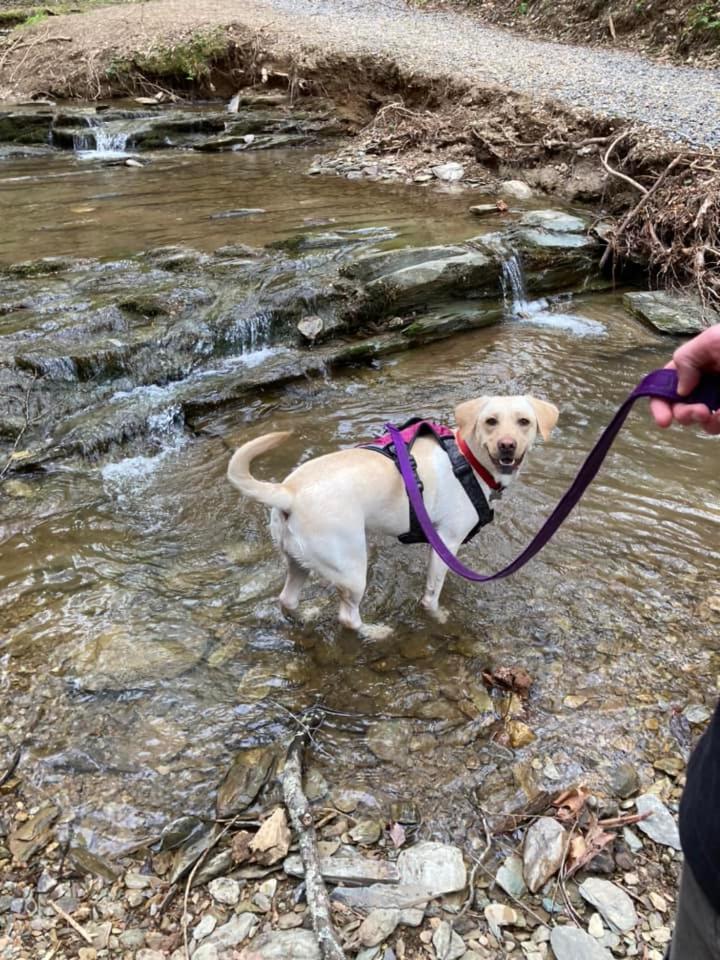 Willa Thunder Mountain Sevierville Zewnętrze zdjęcie